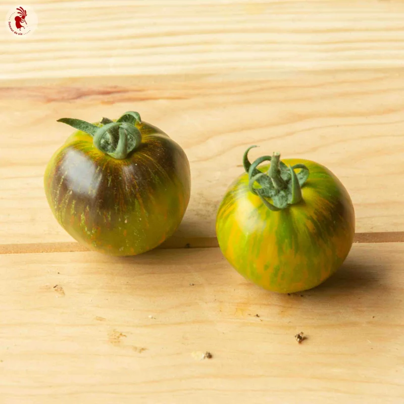 Tomates - Blue Green Zebra