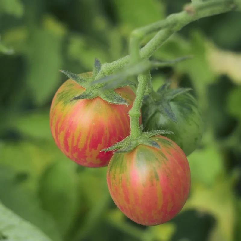 Tomates cerises - Pink Bumble Bee