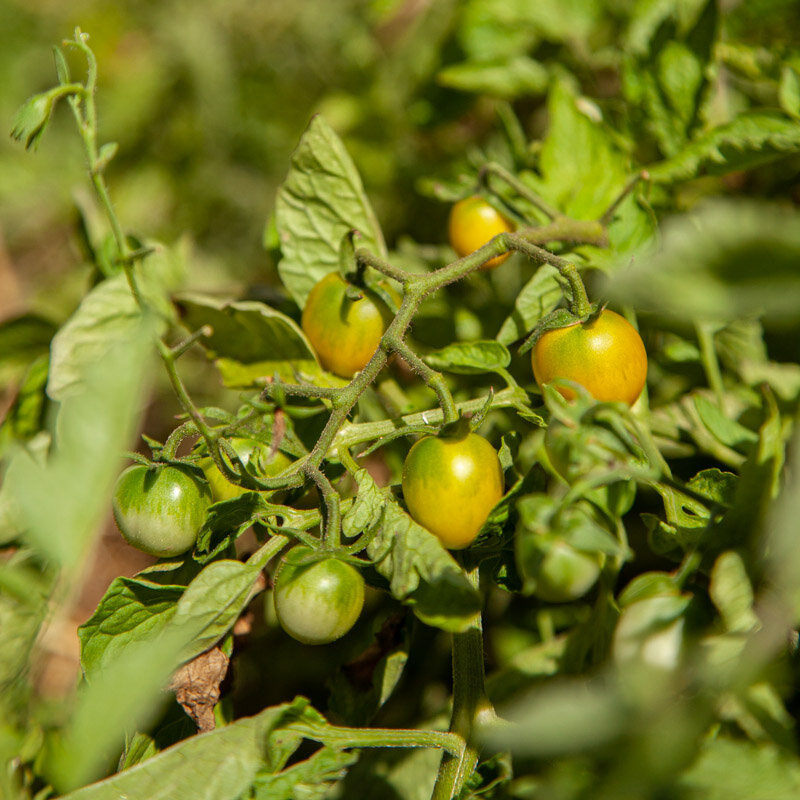 Tomates cerises - Bosque Green Cherry