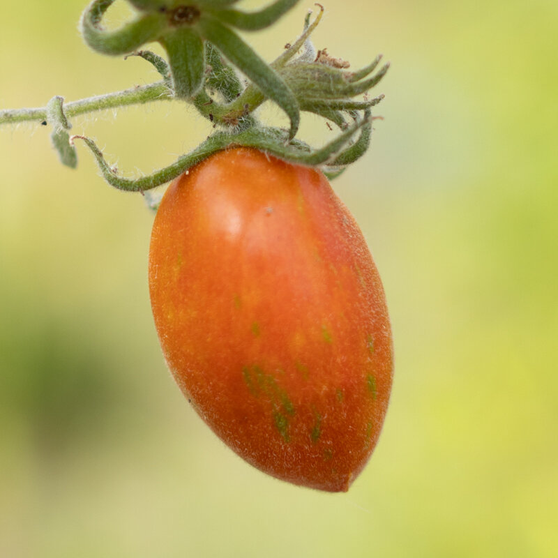 Tomates - Churra Plum