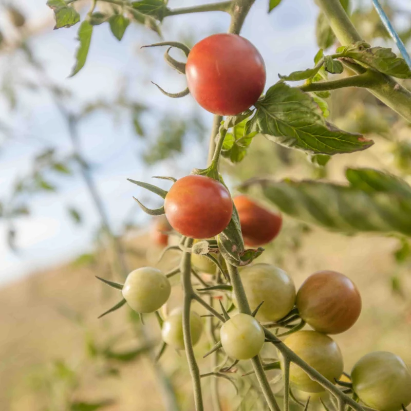 Tomates cerises - Copper Currant