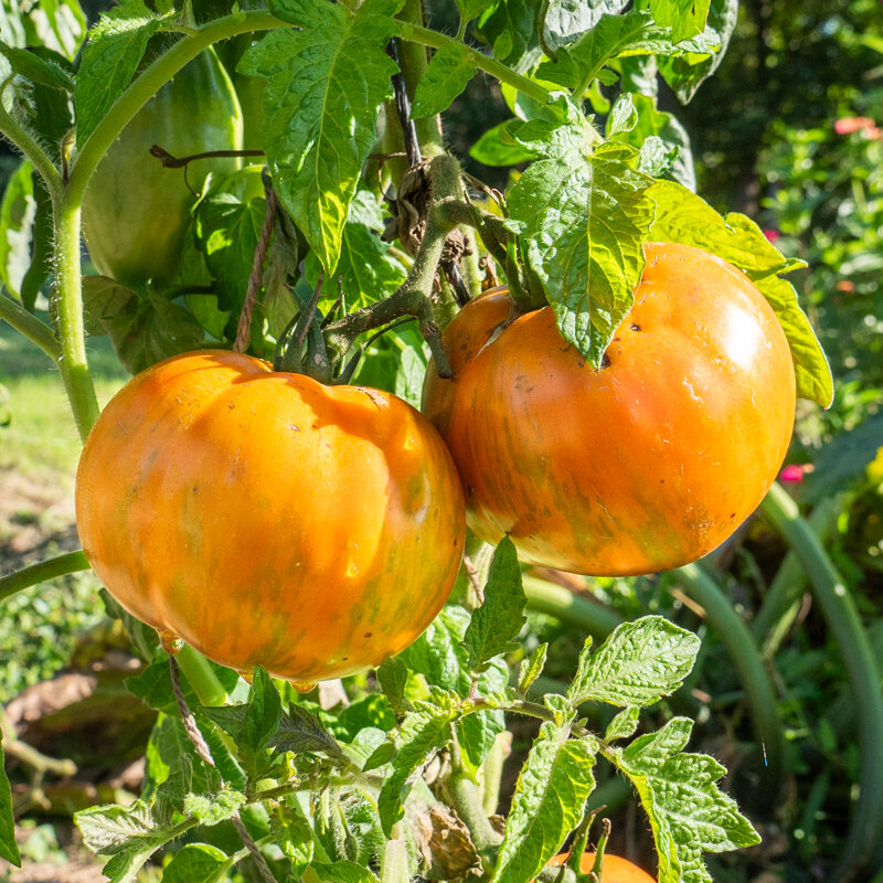 Tomates - Cote d’Zebra