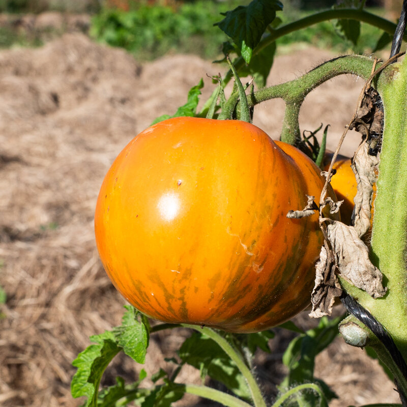 Tomates - Cote d’Zebra