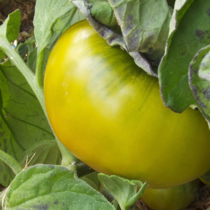 Tomates - Emerald Apple