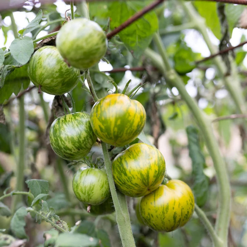 Tomates - Green Zebra Arizona Hawai Strain