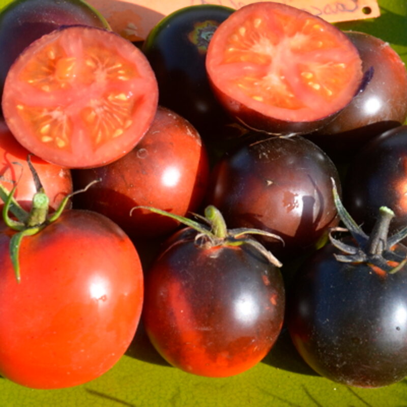 Tomates cerises - Cascade Village Blue