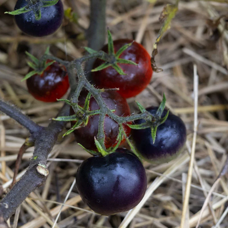 Tomates cerises - Cascade Village Blue