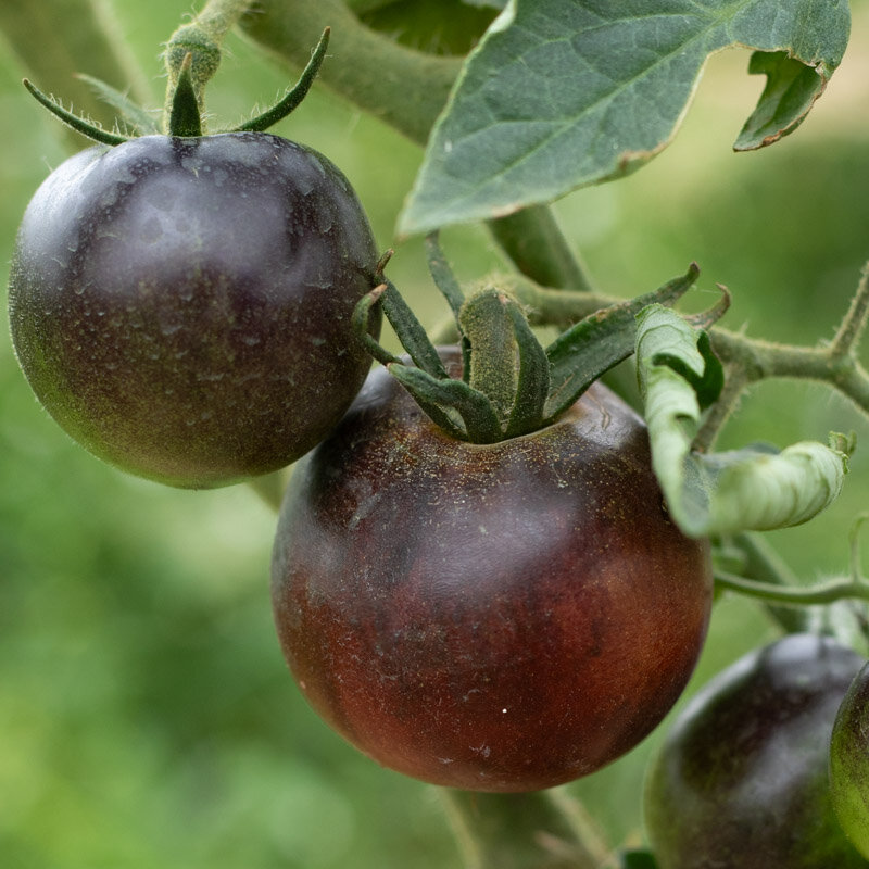 Tomates - Indigo Apple