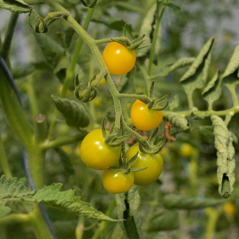 Tomates cerises - Lemon Drop
