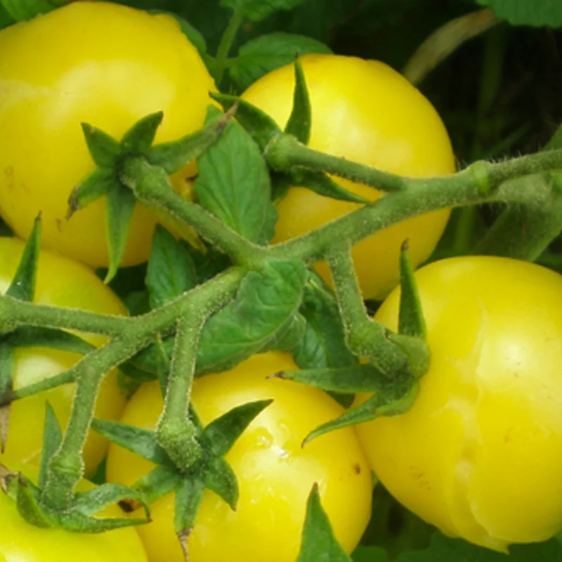 Tomates cerises - Lemon Drop