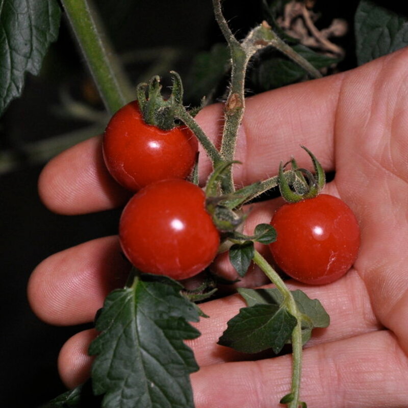 Tomates-Cerises - Barbaniaka