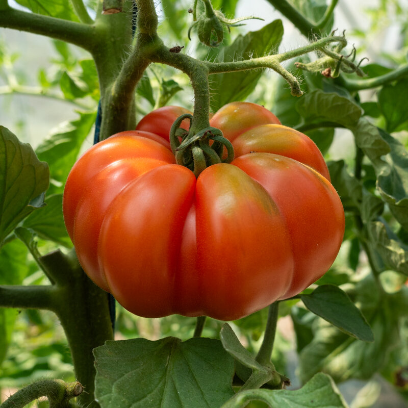 Tomates - Marmande