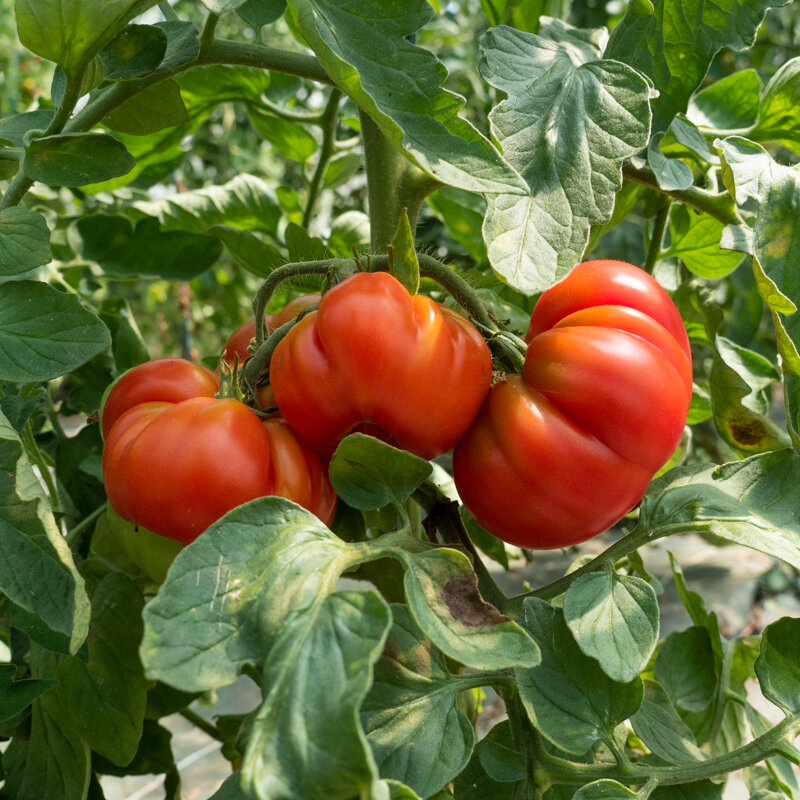 Tomates - Marmande