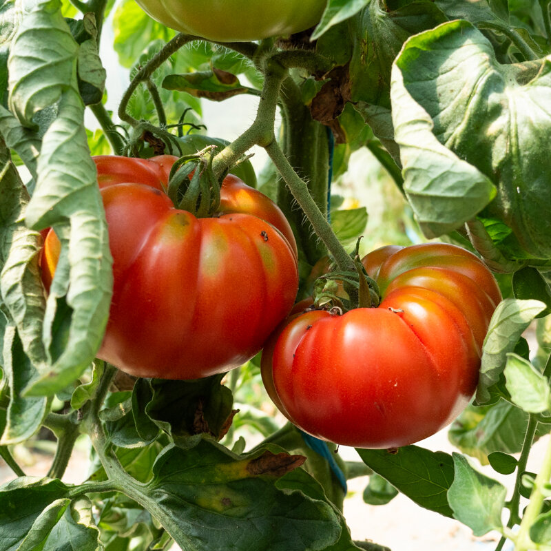 Tomates - Marmande