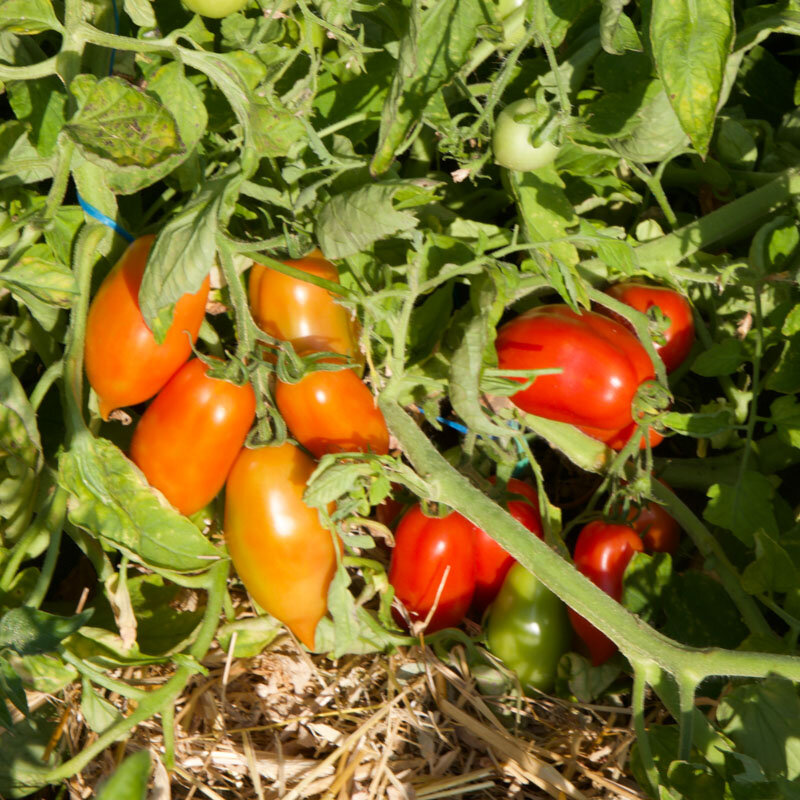 Tomates - Peasant