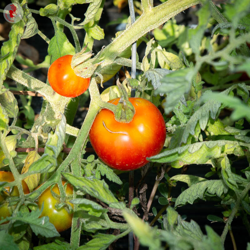 Tomates - Perestroika