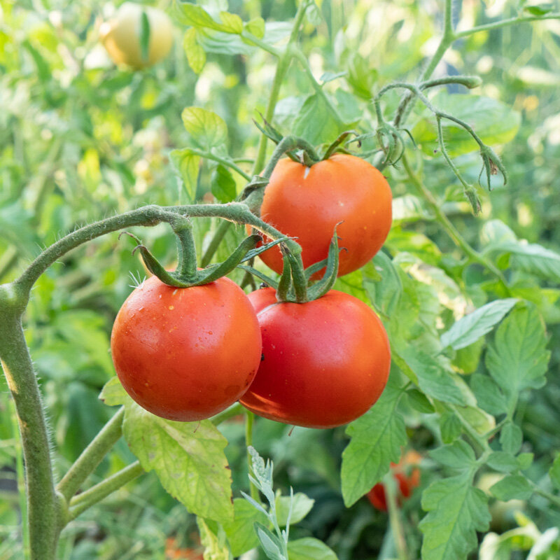 Tomates - Basket Vee