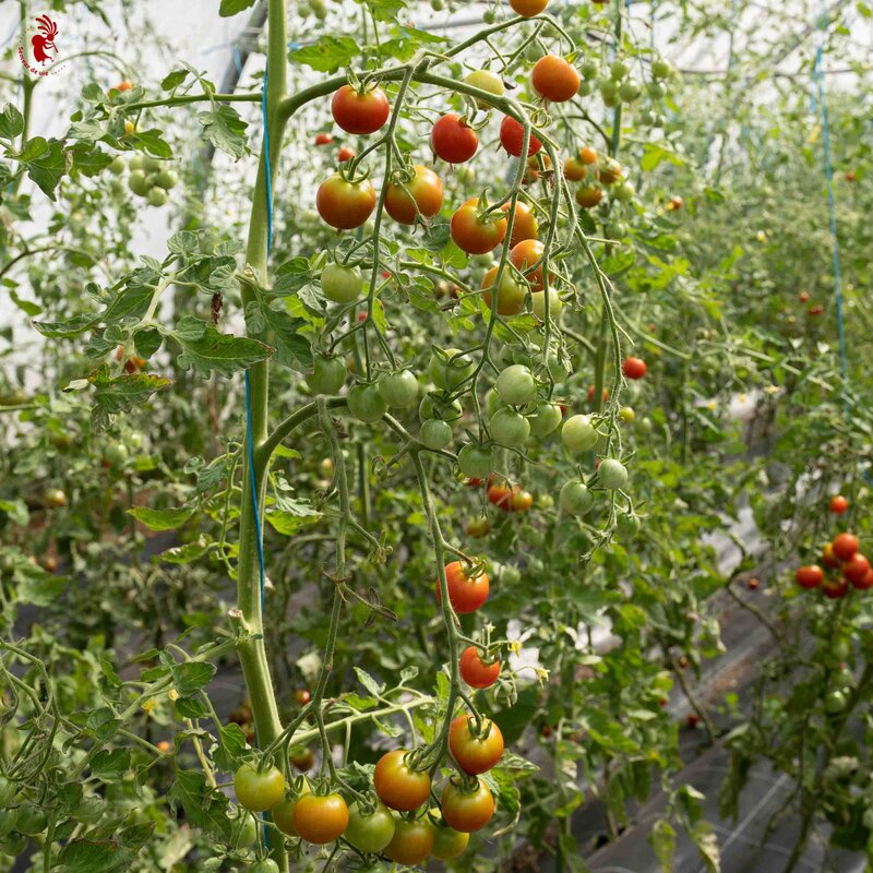 Tomates cerises - Délice du Jardinier