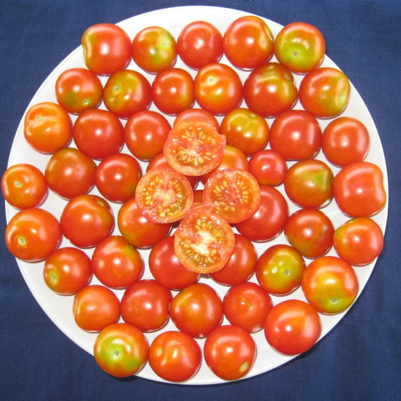 Tomates cerises - Tommy Toe