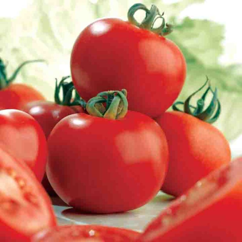 Tomates - Ailsa Craig