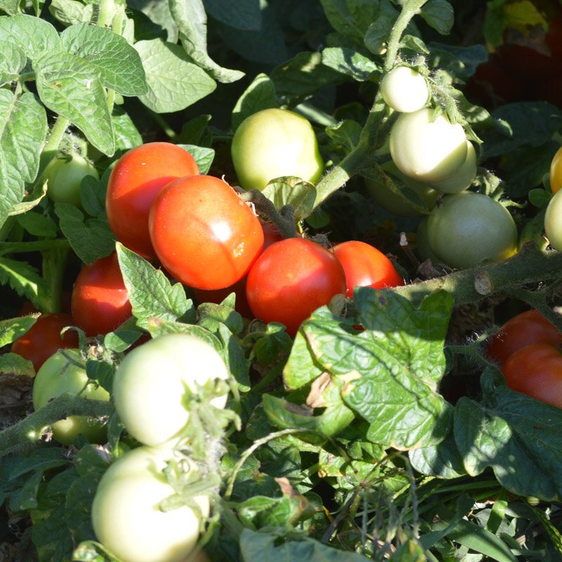 Tomates - Budaï Torpe