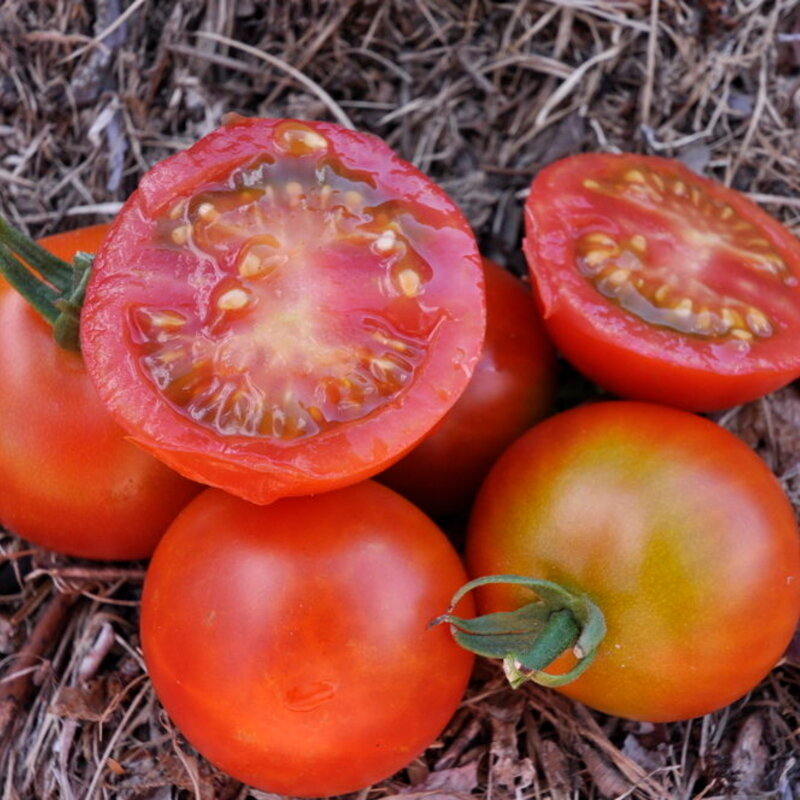 Tomates cerises - Cherry Delight