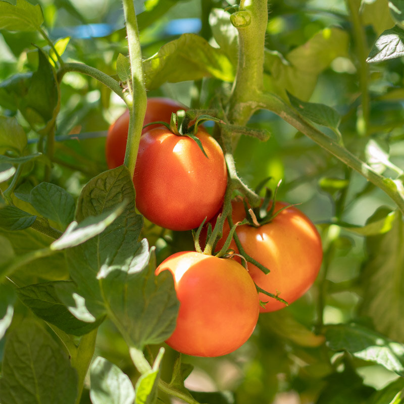 Tomates - Odessa Ronde