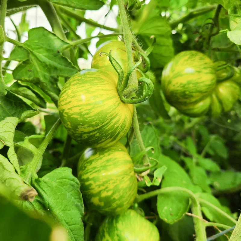 Tomates - Musk Zebra