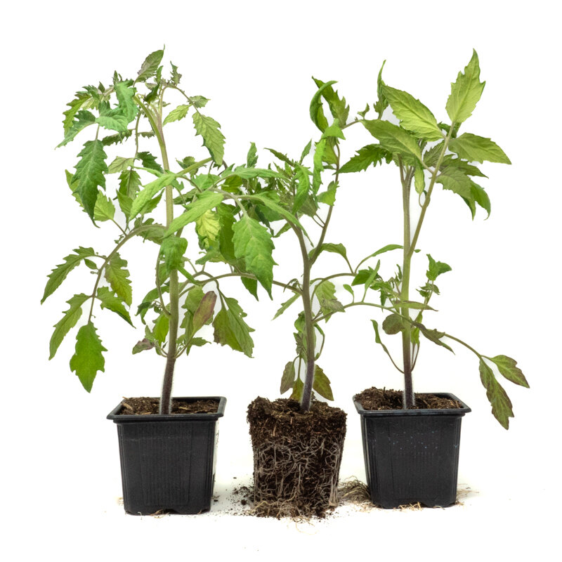 Plants de Tomates - Tomate Cornue des Andes 3 plants bio
