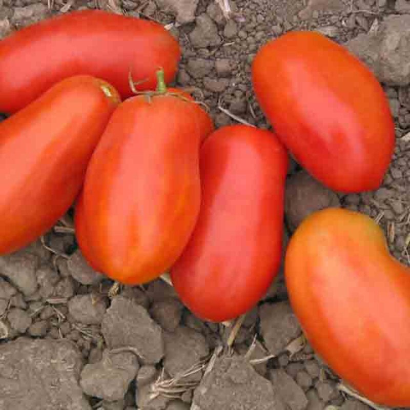Tomates - Grandma Mary’s Paste