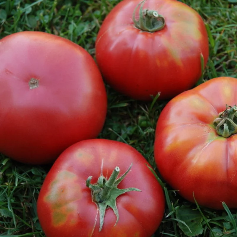 Tomates - Géante d’Orenbourg