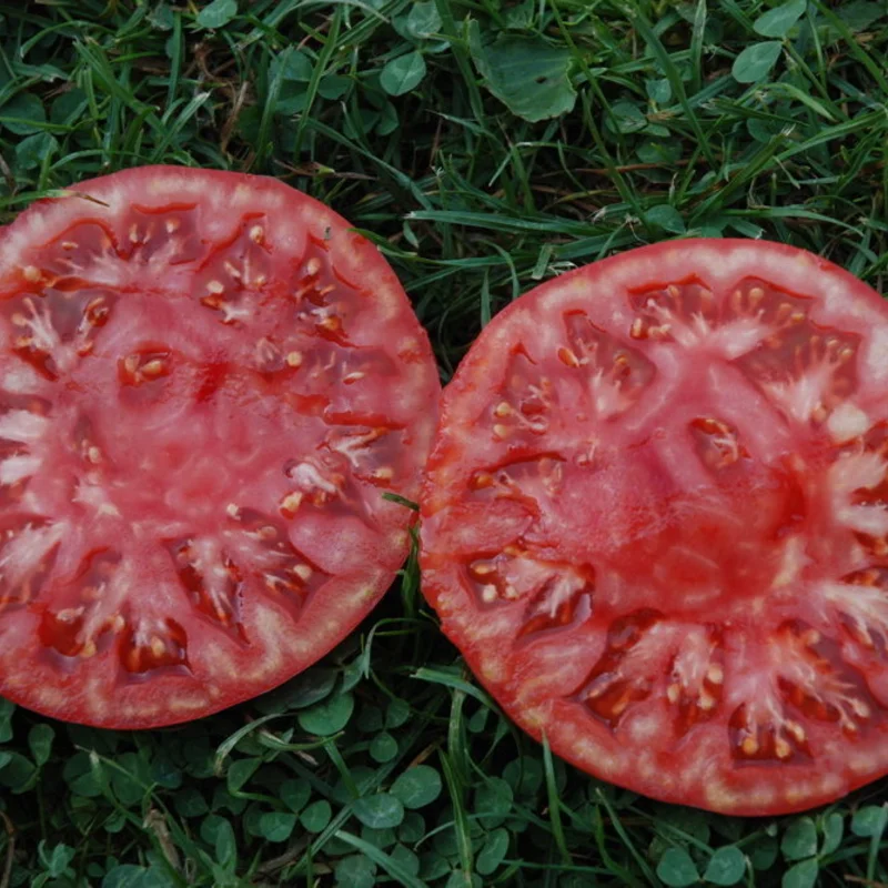 Tomates - Géante d’Orenbourg