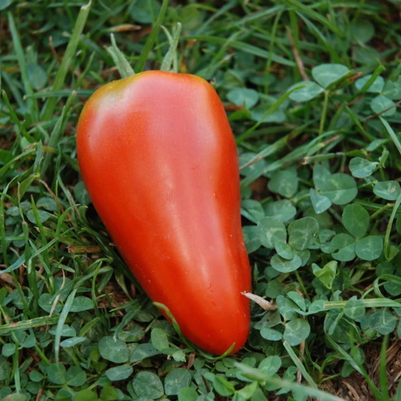 Tomates - Mexicaine