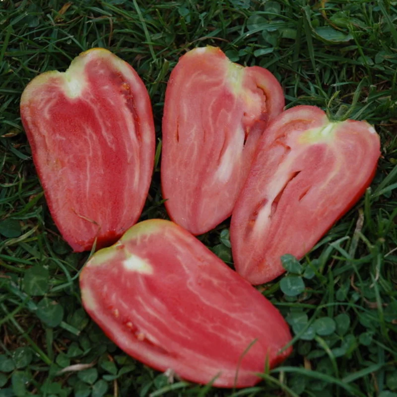 Tomates - Mexicaine