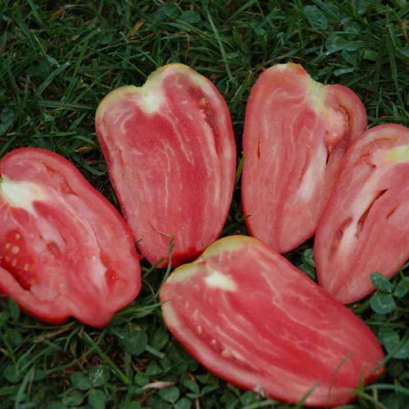 Tomates - Mexicaine