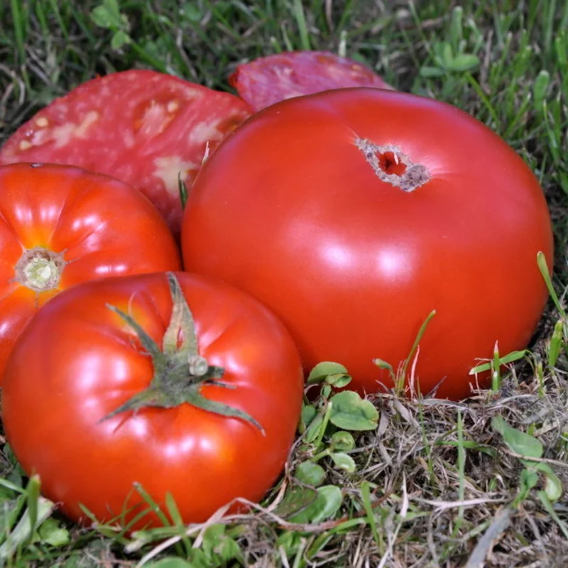 Tomates - Coeur de Boeuf Schilling Giant