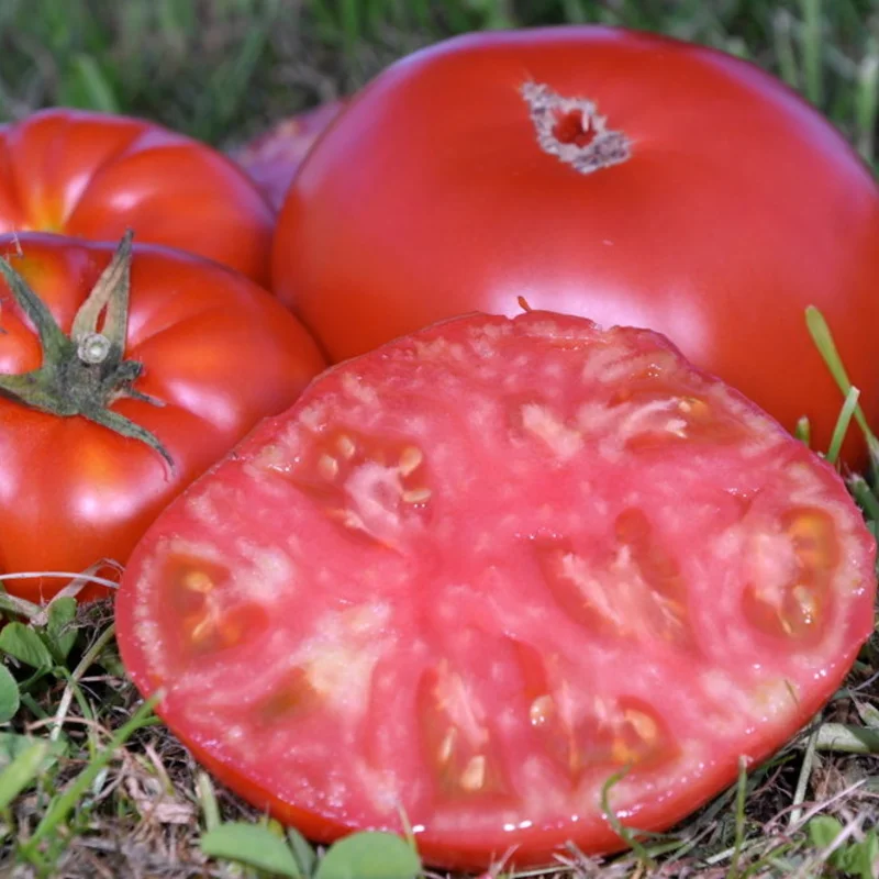 Tomates - Coeur de Boeuf Schilling Giant