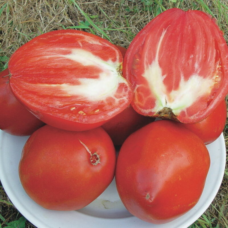 Tomate Rouge - Cœur de Bœuf Géant / Reif Red