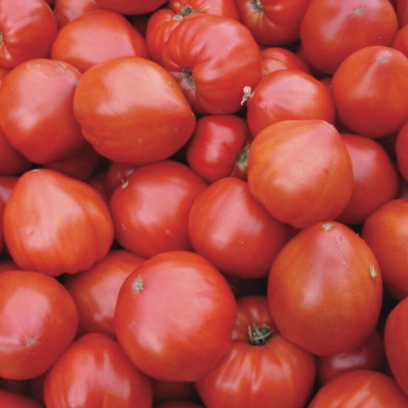 Tomates - Cœur de Bœuf Géant / Reif Red