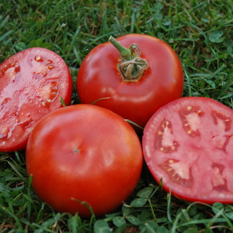 Tomates - Muscat