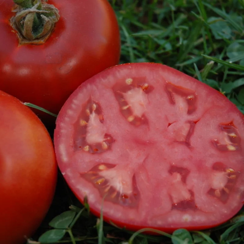 Tomates - Muscat