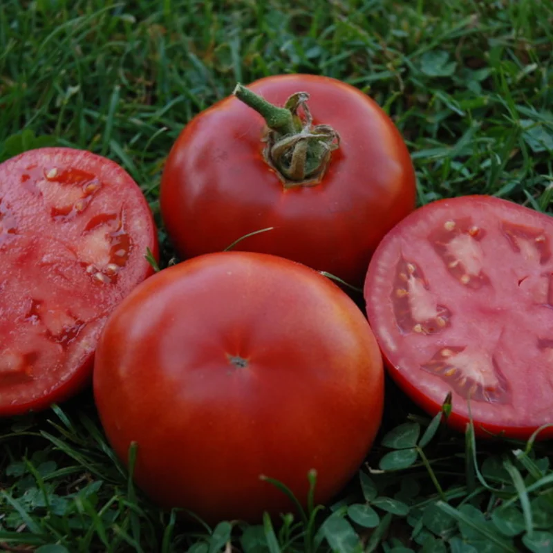 Tomates - Muscat