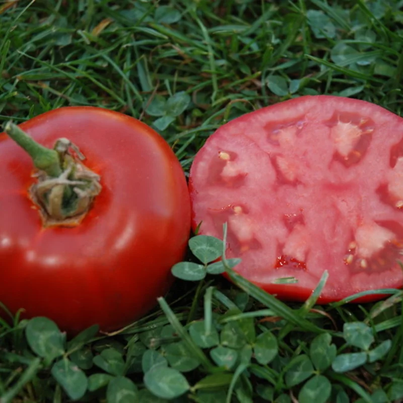 Tomates - Muscat