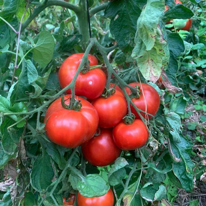 Tomates - Red Brandywine