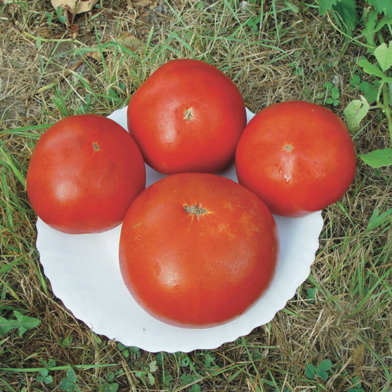 Tomates - Red Brandywine