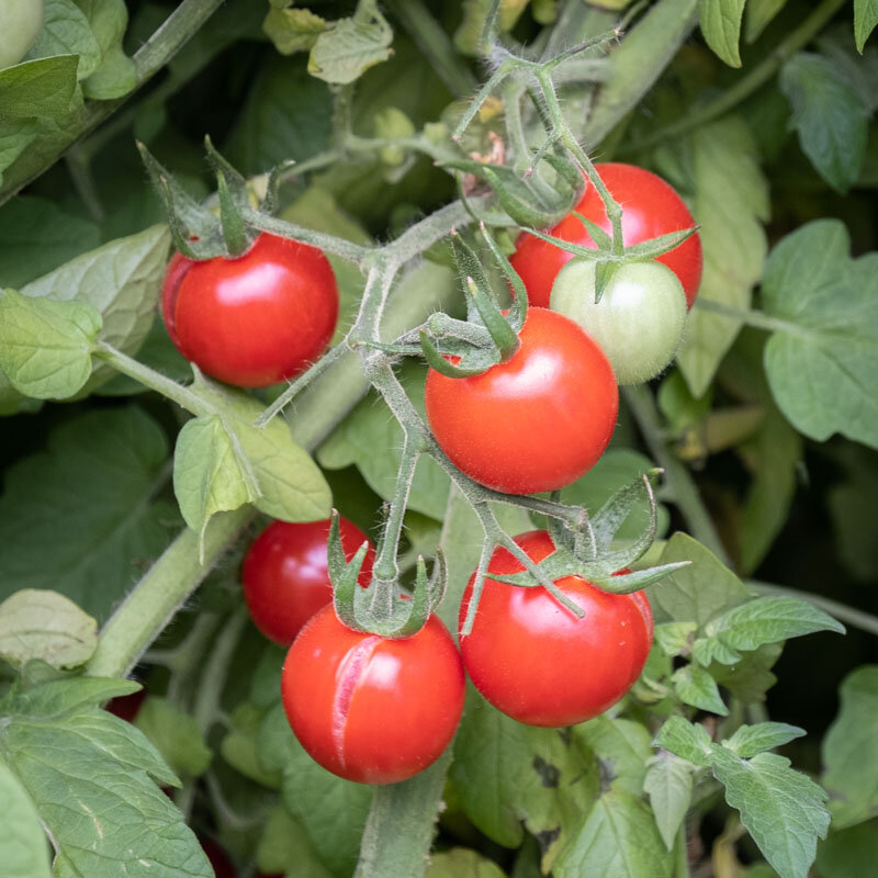 Tomates cerises - Cherry Chadwick