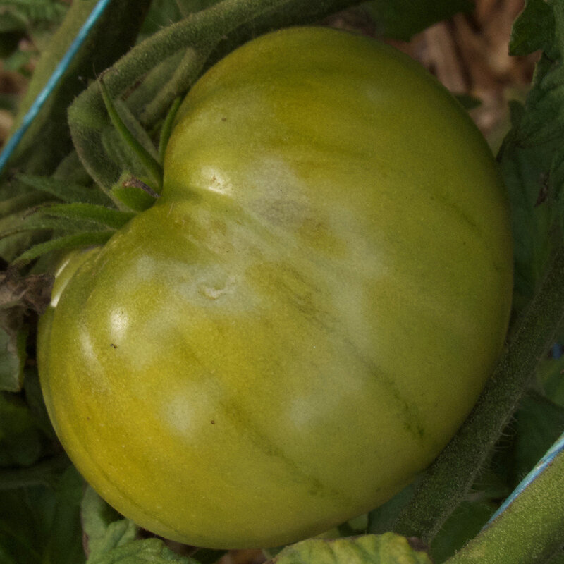 Tomates - Absinthe