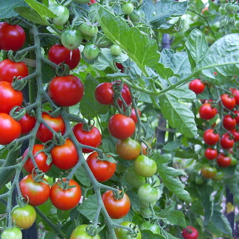 Tomates cerises - Zuckertraube