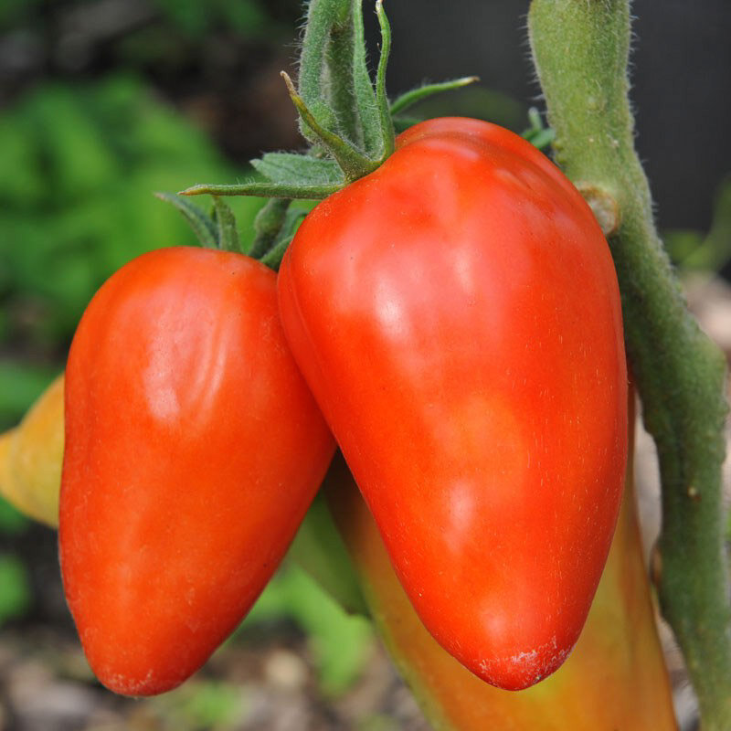 Tomates - San Marzano Redorta