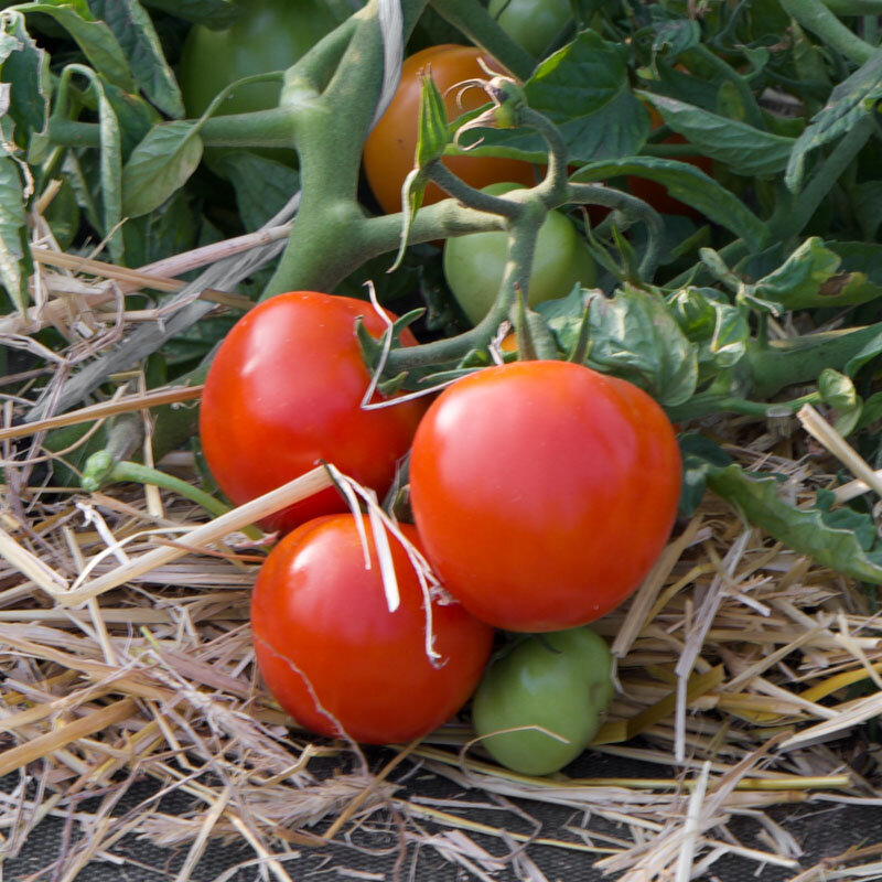 Tomates - Siberia
